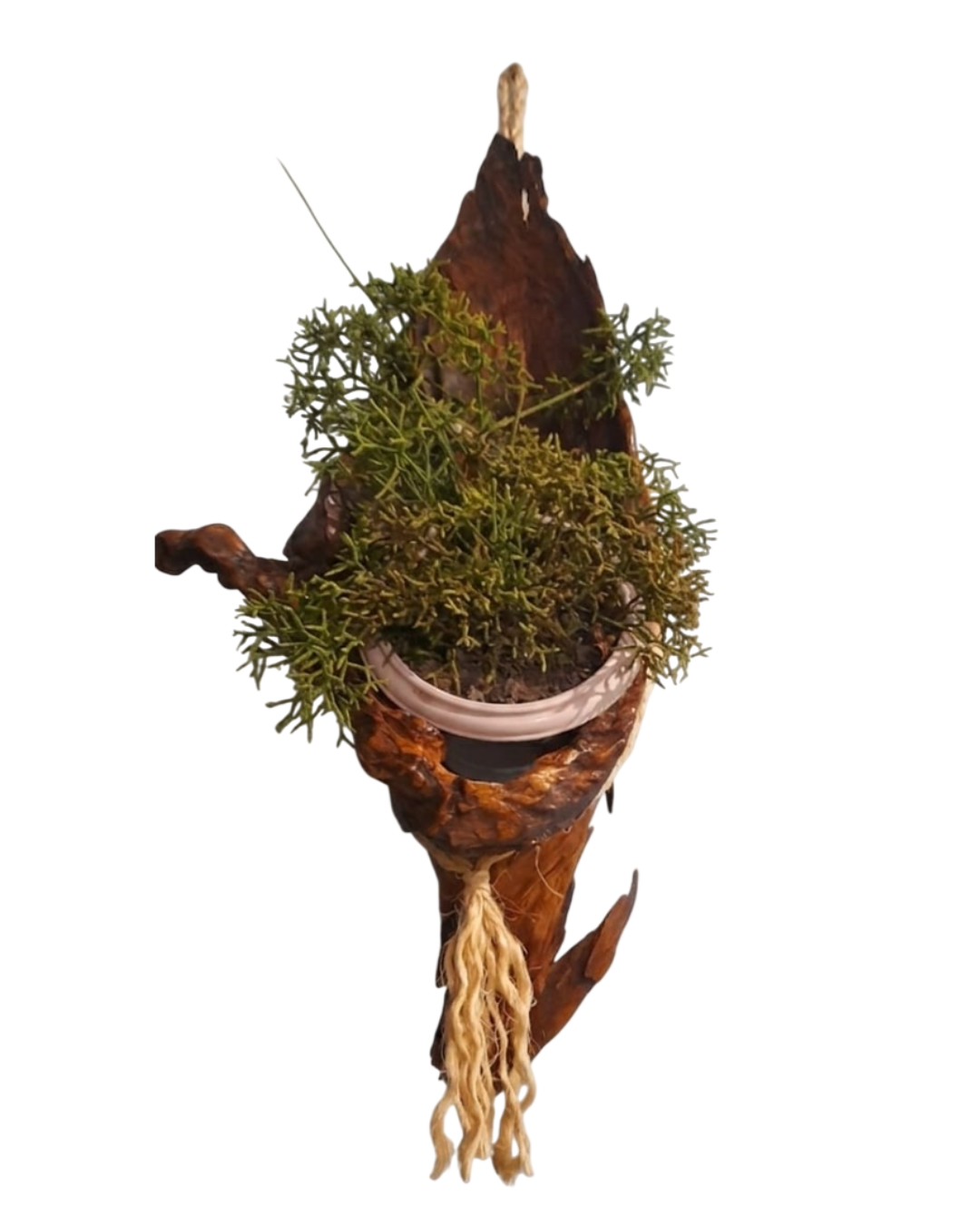 Cocha da terra — imagem 3