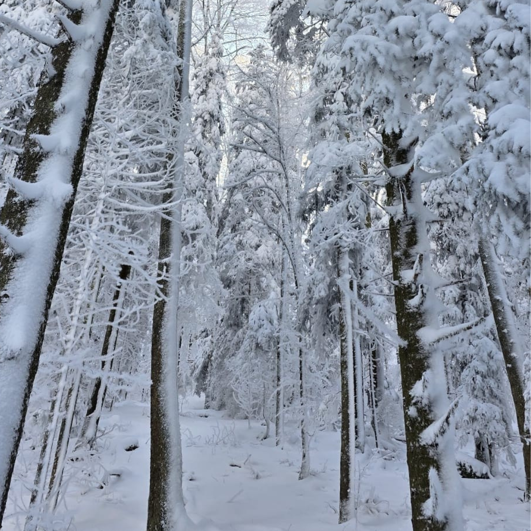 Le Silence de l’Hiver — imagem 4