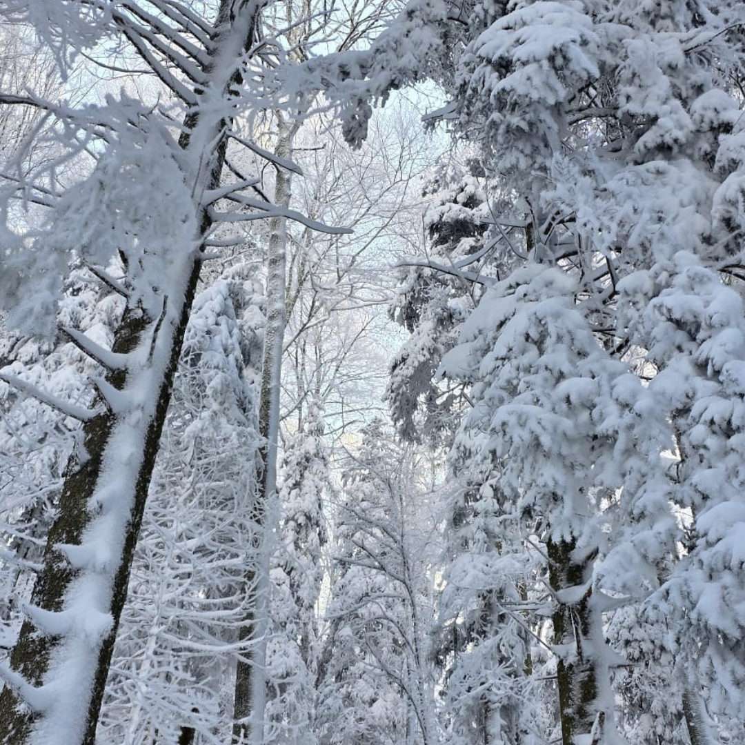 Le Silence de l’Hiver — imagem 2