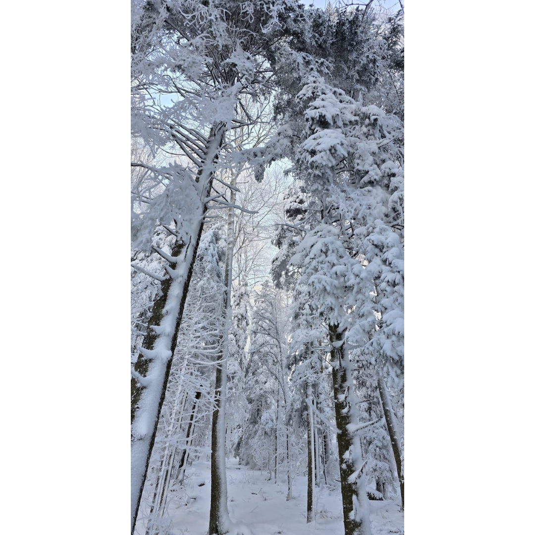 Le Silence de l’Hiver — imagem 1