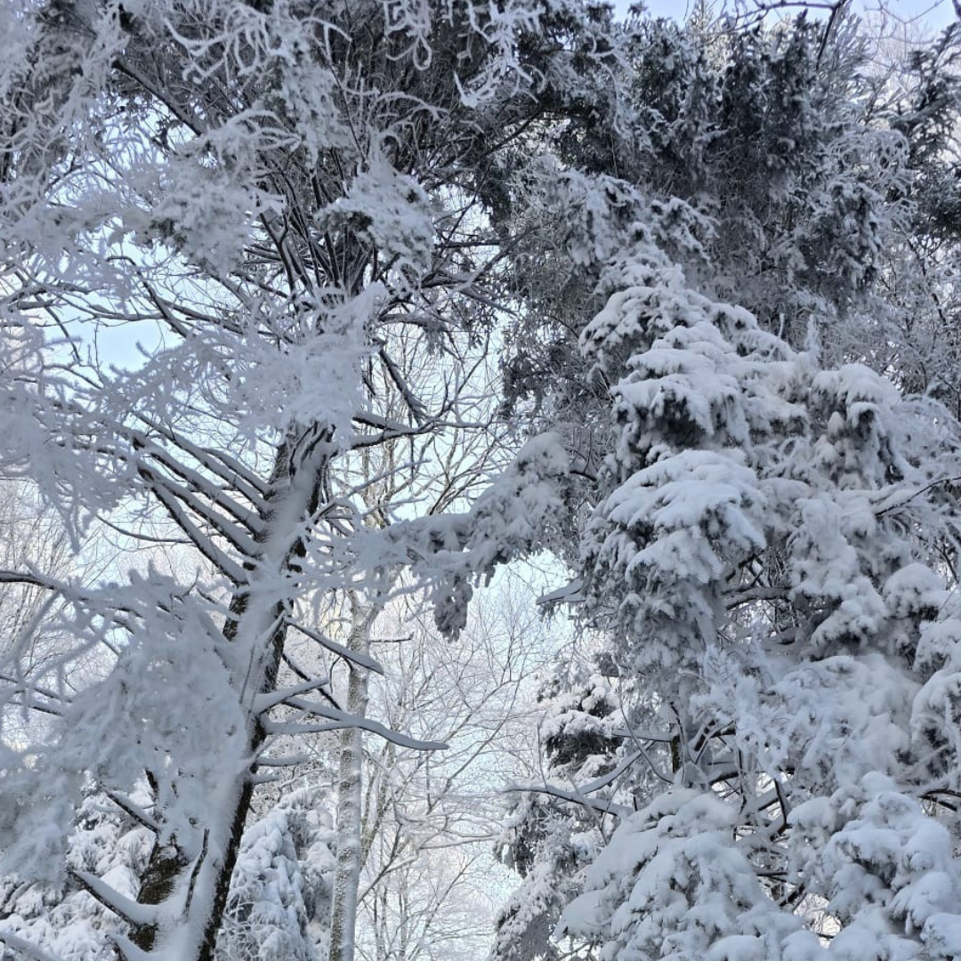 Le Silence de l’Hiver — imagem 3