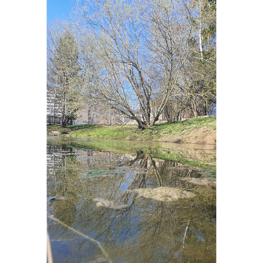 Reflets du silence