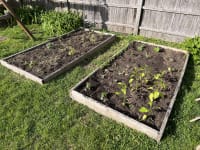 Our two garden boxes, filled with seedlings of various sorts, in May of 2022