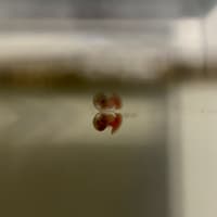 A small snail (and its reflection) at the surface of a fish tank.
