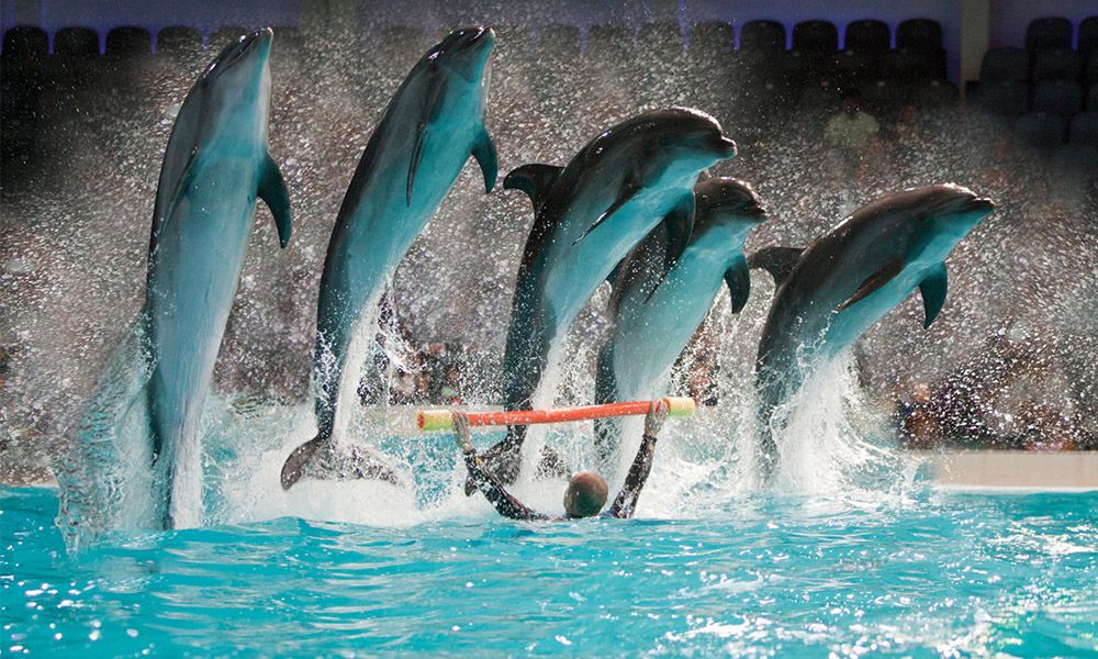 Dubai Dolphinarium