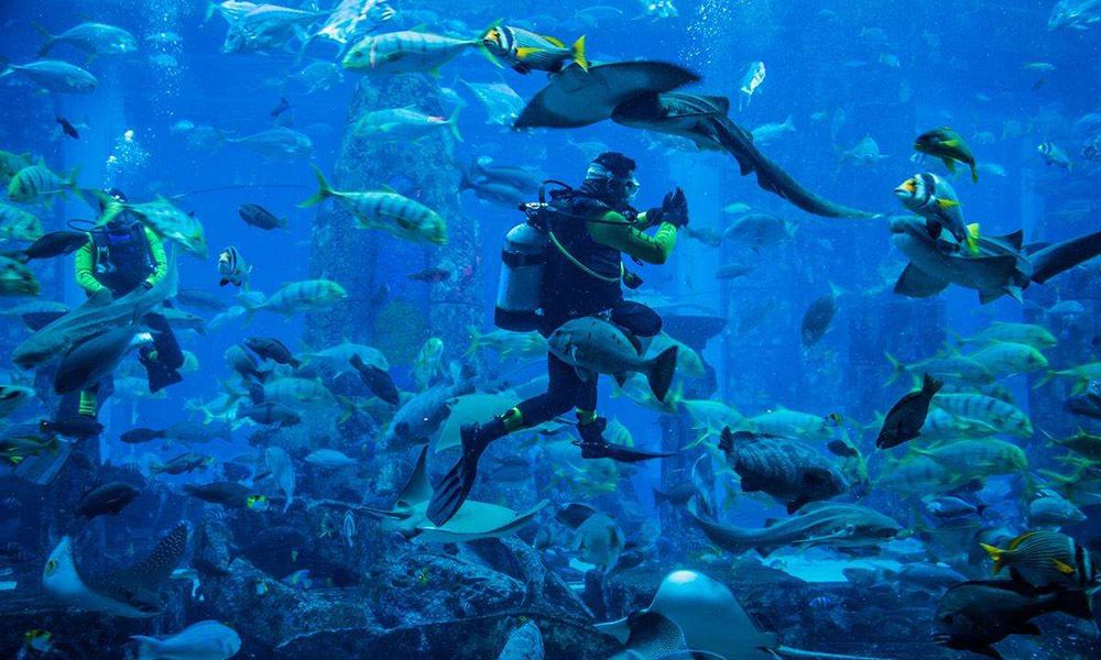 Dubai Mall Aquarium & Under Water Zoo