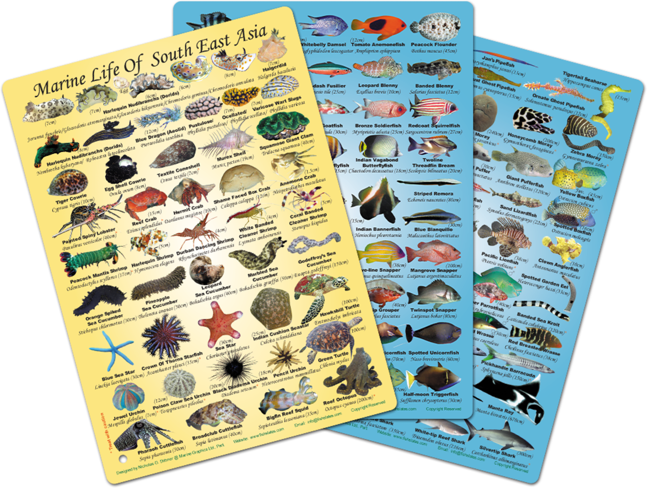 Southern Estuaries - Fish Ruler Sticker - Marine Graphics Ink