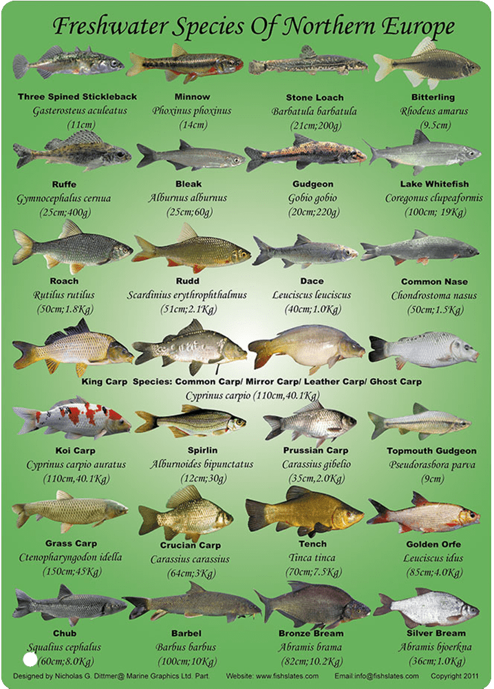 Marine Graphics | Fish ID & Marine Life Slates and Wallcharts