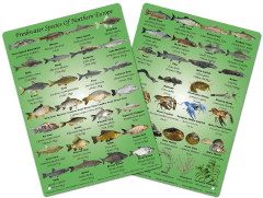 Marine Graphics | Fish ID & Marine Life Slates and Wallcharts