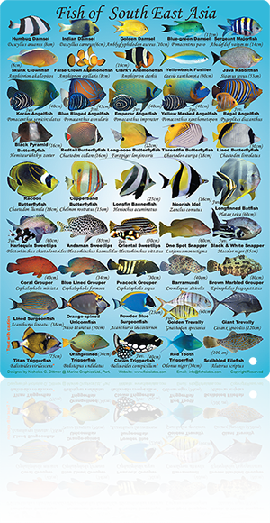 Marine Graphics | Fish ID & Marine Life Slates and Wallcharts