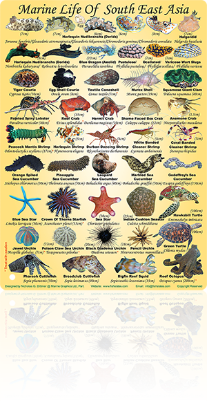 Marine Graphics | Fish ID & Marine Life Slates and Wallcharts