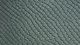 Grabado Pitón con acabado Timbú de Arbicuir, S.L.