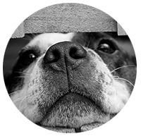 dogs in the backyard