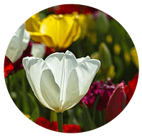 gardening tips summer garden