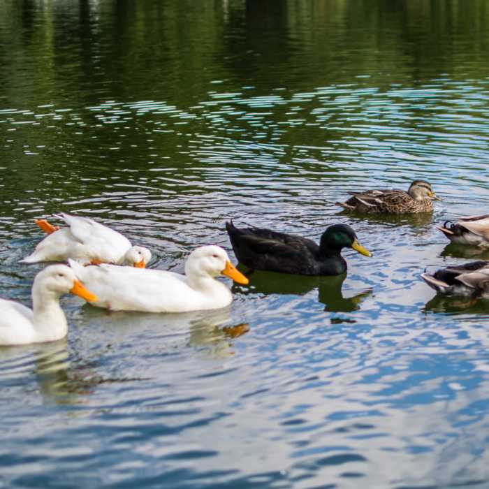 Why DuckDuckGo is a Harbinger of a Better Internet | Jared ...