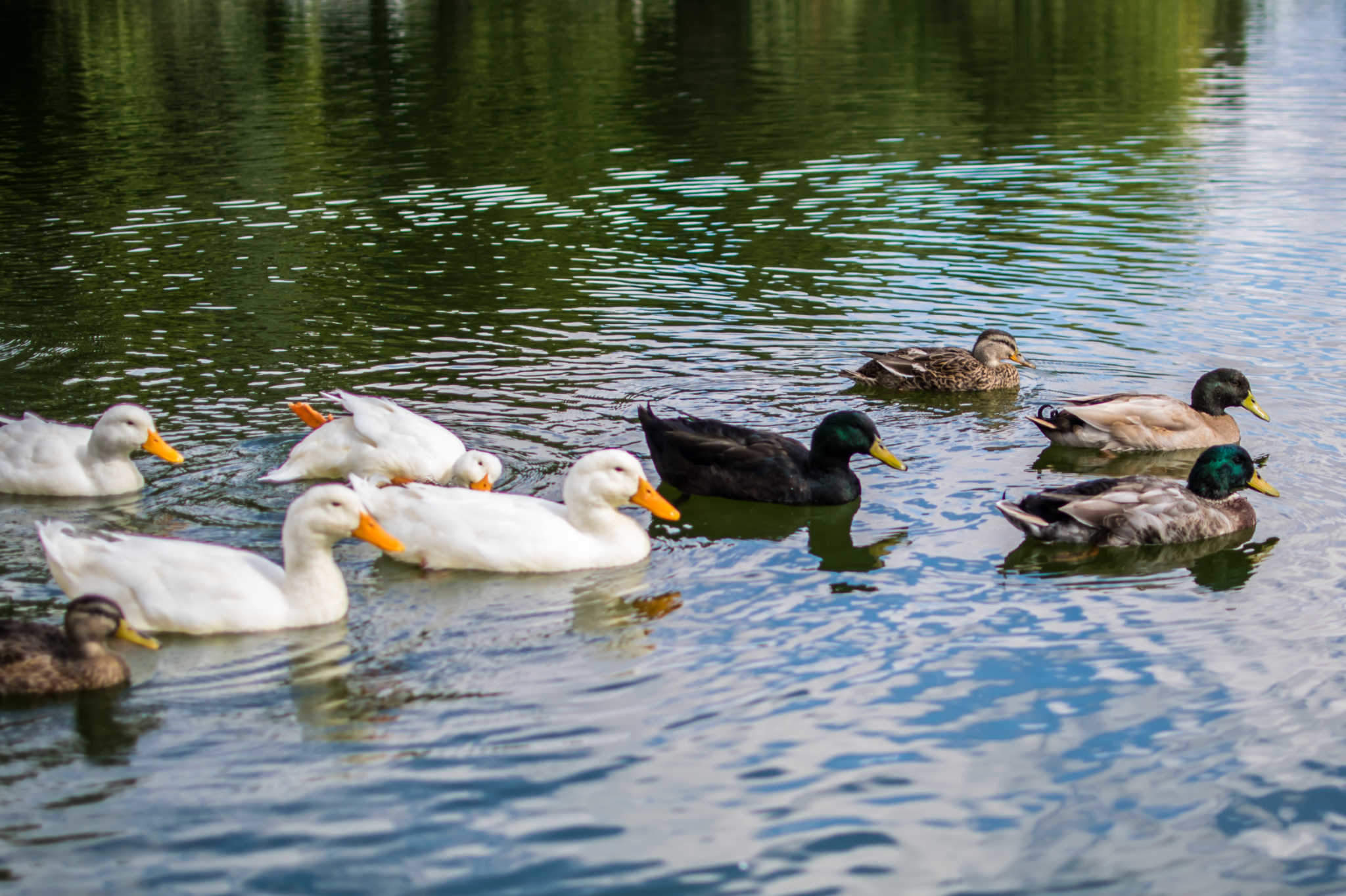 Why DuckDuckGo is a Harbinger of a Better Internet | Jared White