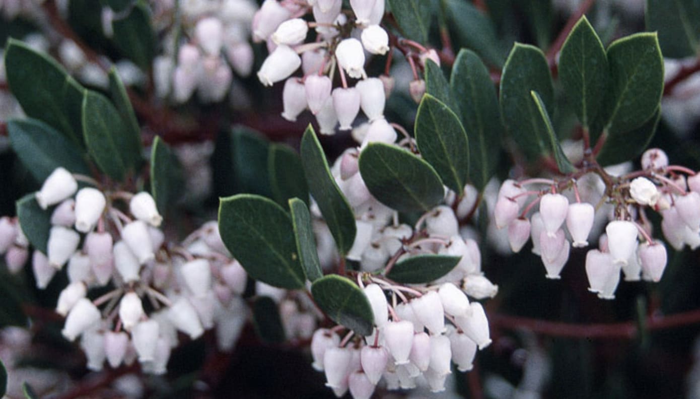 A close up of a manzanita bush with deep green leaves and white, urn-shaped flowers.