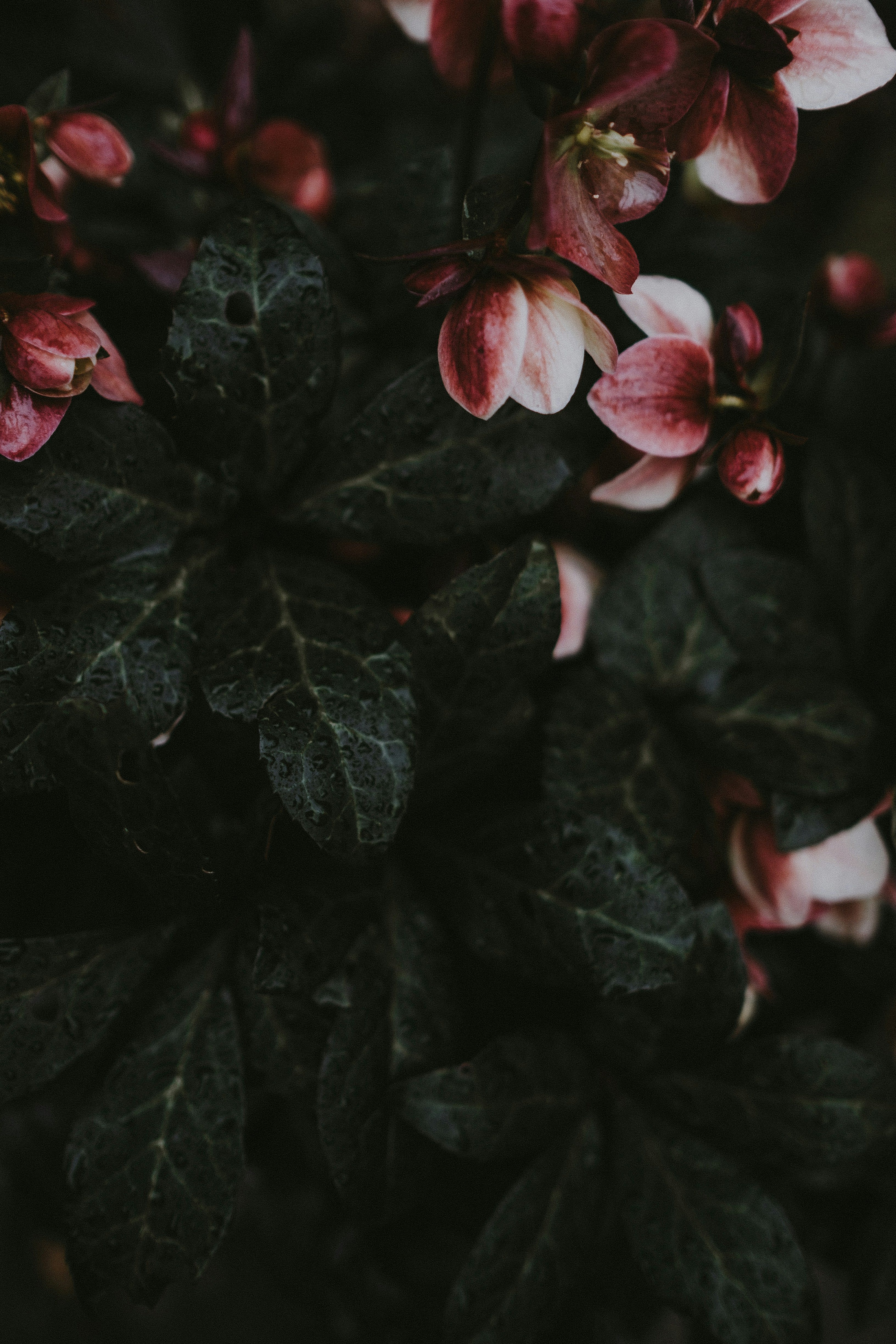 Dark pink hellebores with dark green foliage. Image by Annie Spratt.