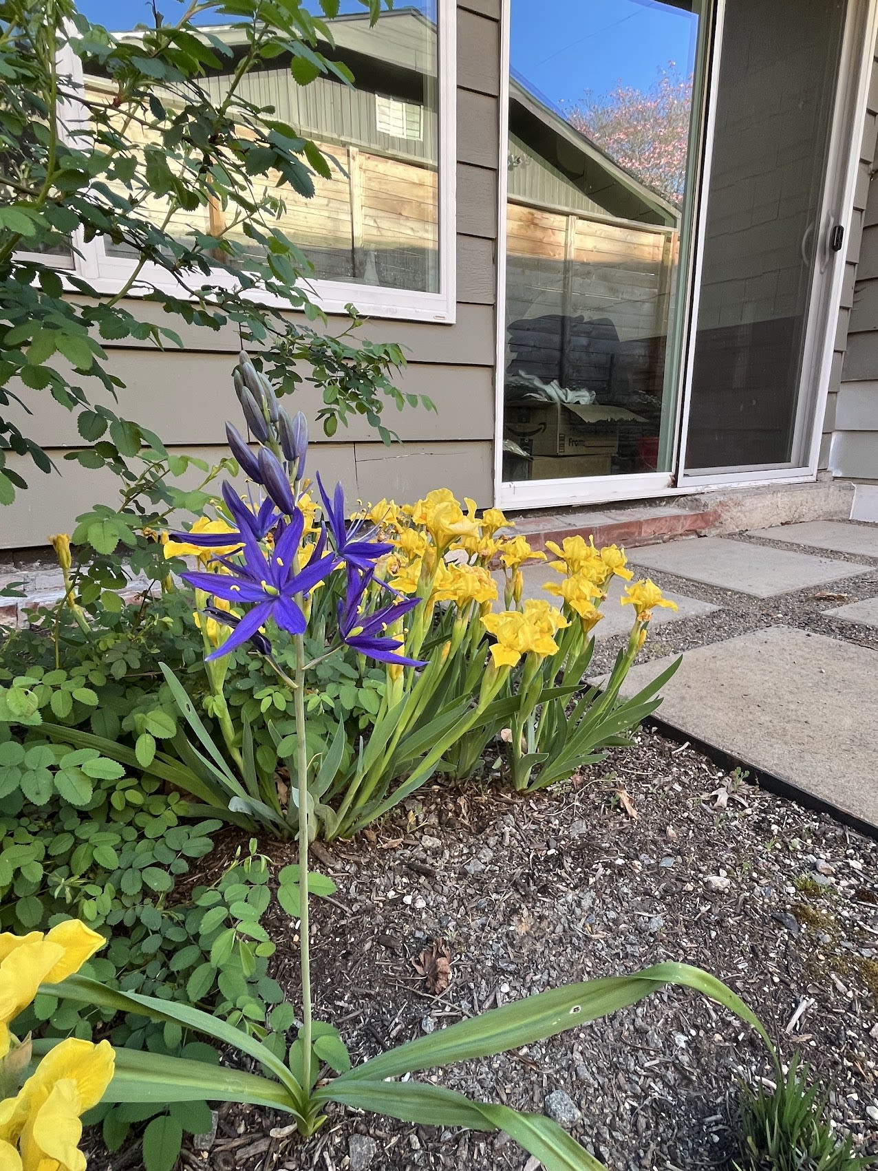 A photo of the Great Camas with dark purple flowers, set against a background of yellow irises.