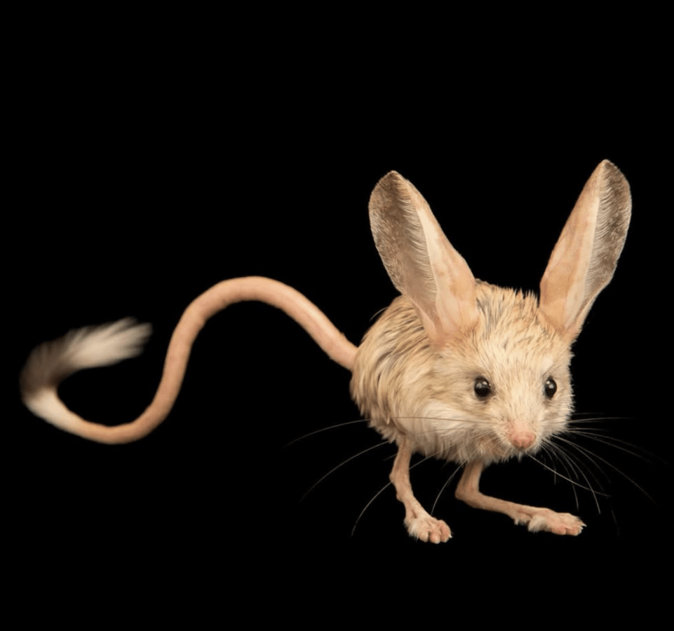 [object Object],[object Object]