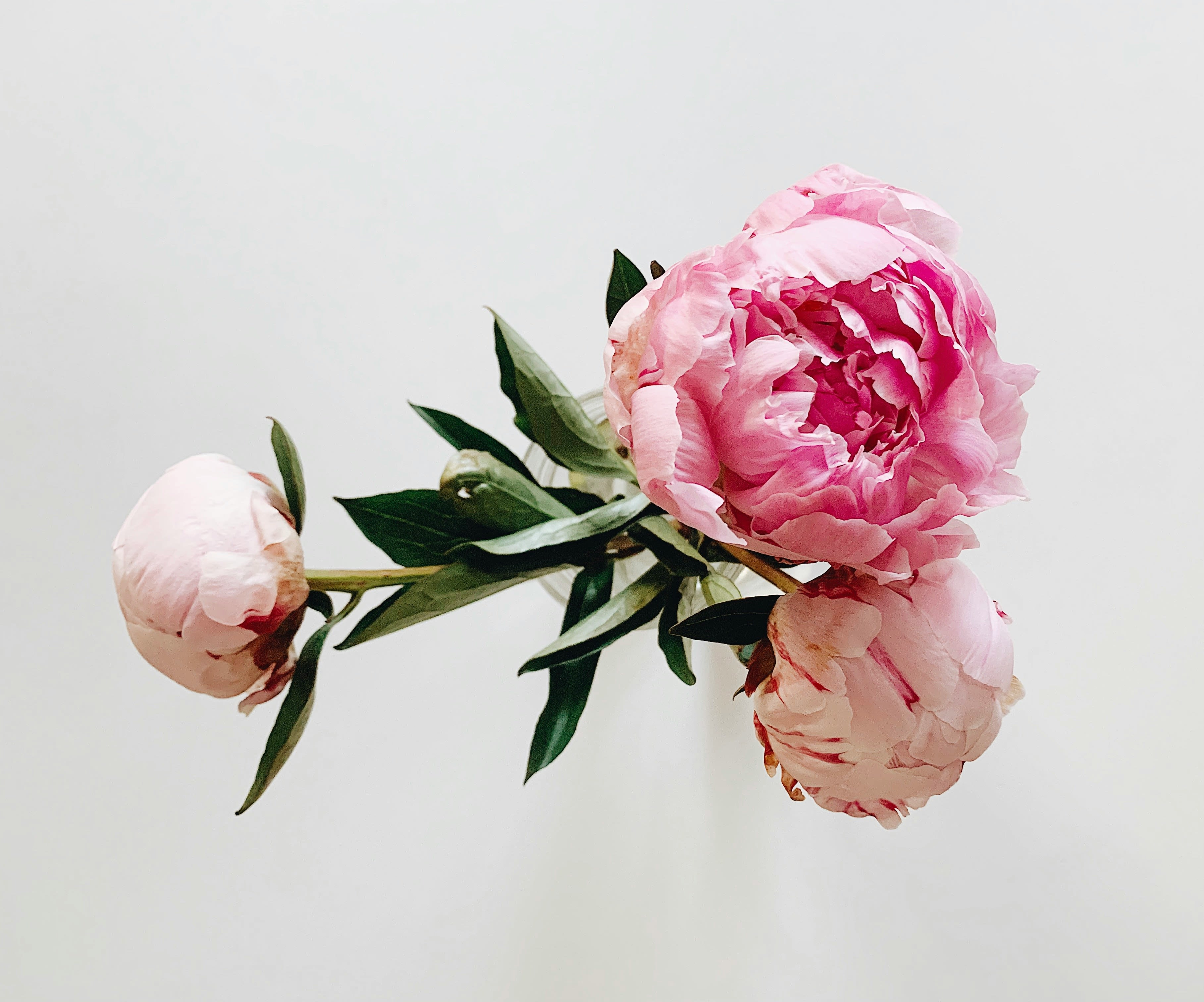 Peonies in a white vase.