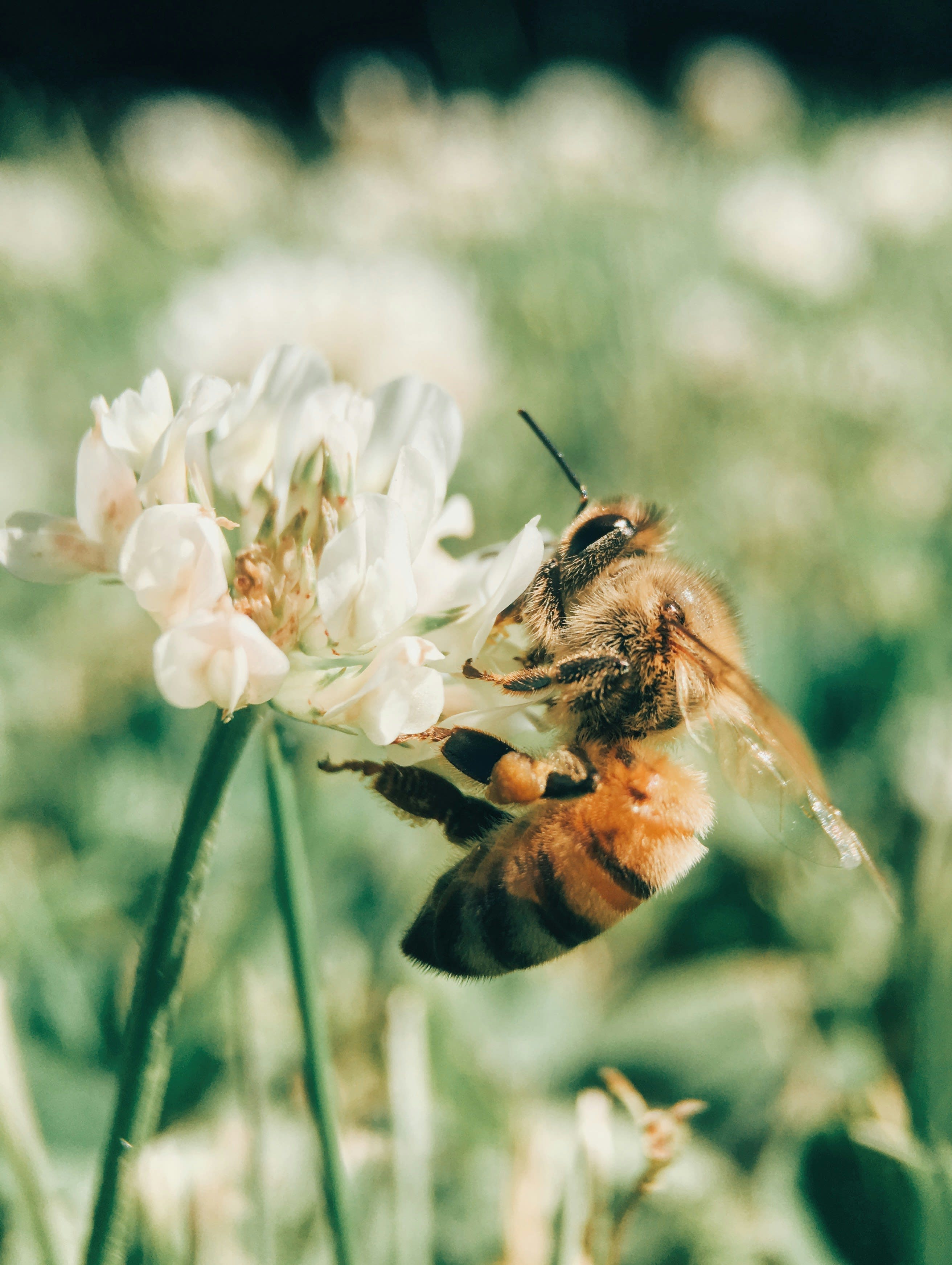 A honeybee landing on a small white clover flower.