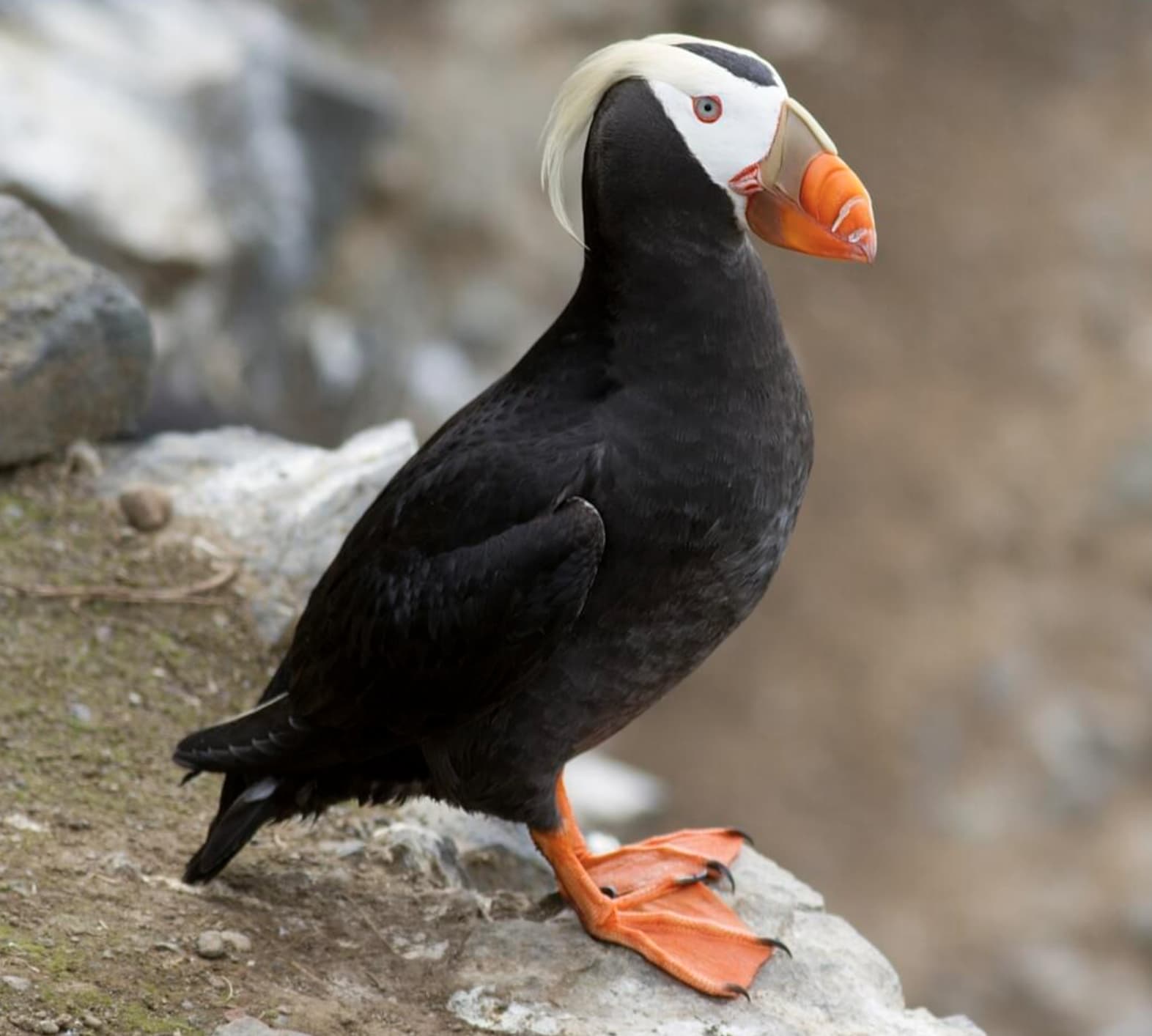 A tufted puffin sitting on a rock.