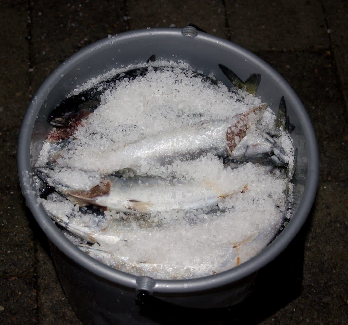 Mange bruker makrell som agn til hummerfiske