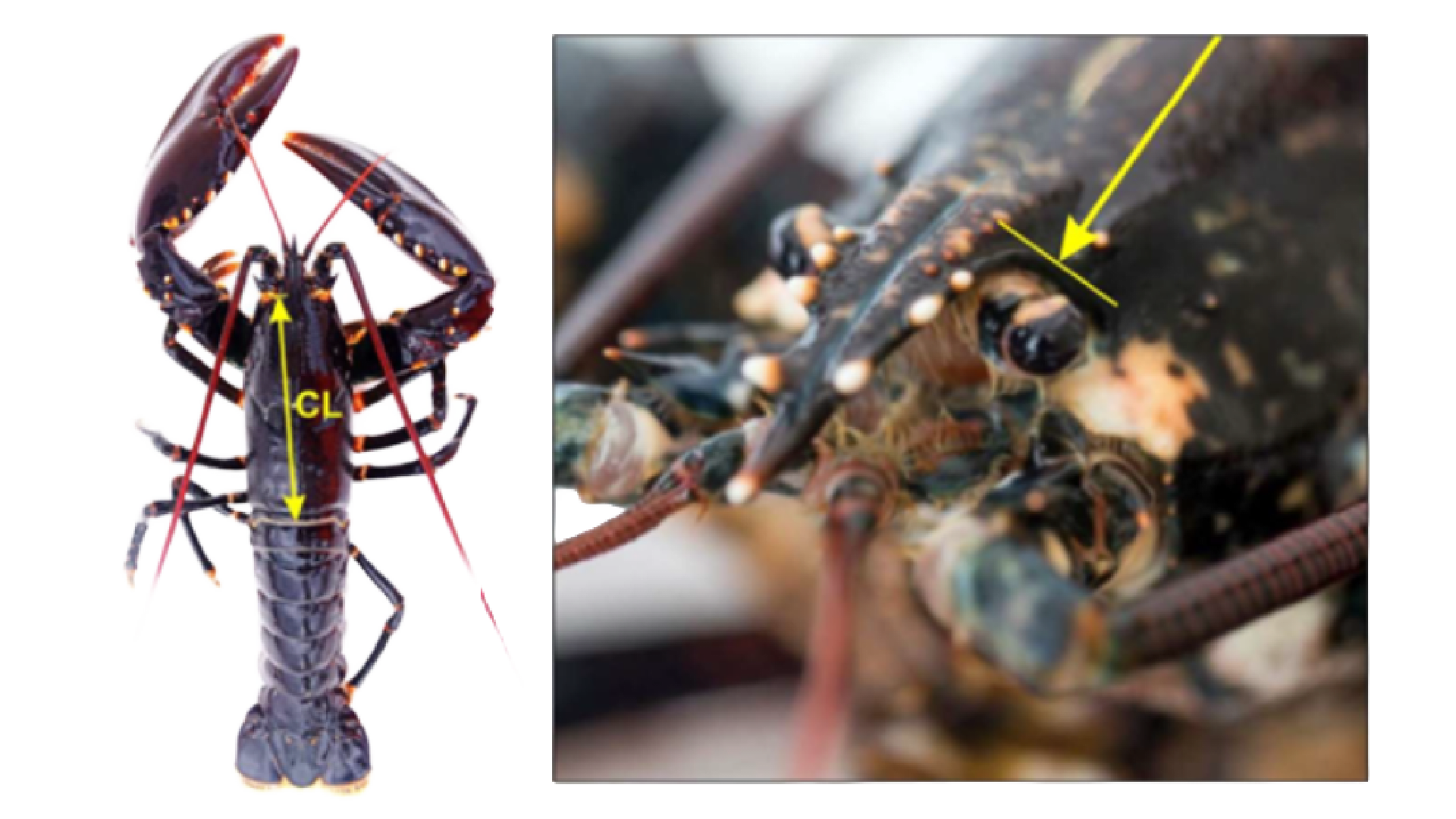 Minstemål for hummer: Nå er det ryggskjoldlengden som skal måles, ikke totallengden. Hummeren må ha en ryggskjoldlengde på minst 90 mm. Måles fra bakre del av øyehulen til bakkant av ryggskjoldet langs midtlinjen.