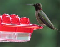Best Hummingbird Feeder Ever