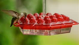 Best Hummingbird Feeder Ever