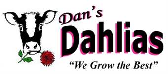 Dan's Dahlias