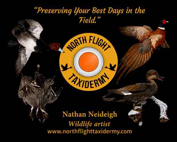 North Flight Taxidermy