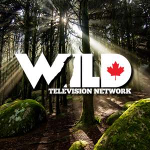 Wild TV