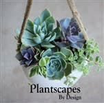 Plantscapes By Design