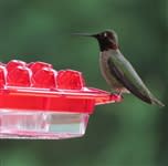Best Hummingbird Feeder Ever