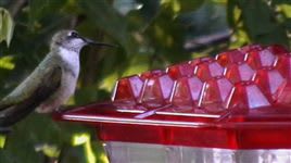 Best Hummingbird Feeder Ever