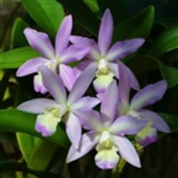 Southeastern Pennsylvania Orchid Society