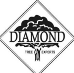 DIAMOND TREE EXPERTS