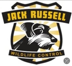 Jack Russell Wildlife Control