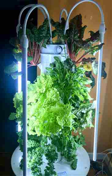 Add our LED grow lights to grow indoors year round - even in the middle of our PNW winters!