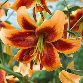 Peony Red Charm Peony Red Charm