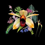 TropicalExotique Asiatic Flora LLC