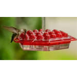 Best Hummingbird Feeder Ever