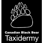 Canadian Black Bear Taxidermy