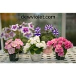 Dew Violet LLC