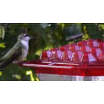 Best Hummingbird Feeder Ever