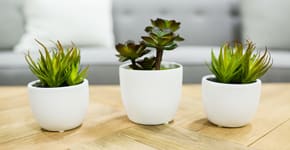succulents on a coffee table