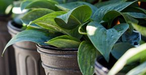 Indiana Flower + Patio Show | March 9-17, 2019 ...