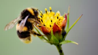 Best Spring Flowers for Pollinators Best Spring Flowers for Pollinators